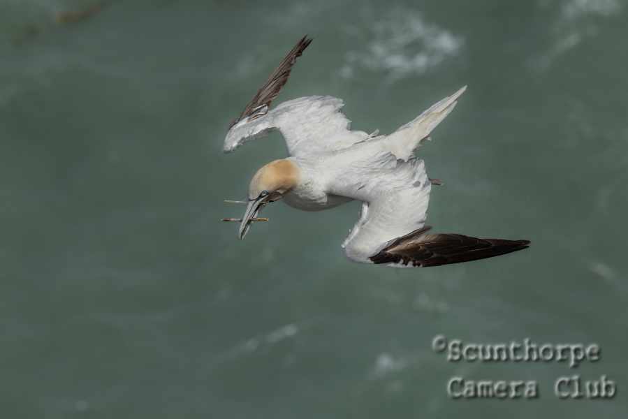 Gannet with nesting material